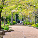 春の青梅を歩きませんか