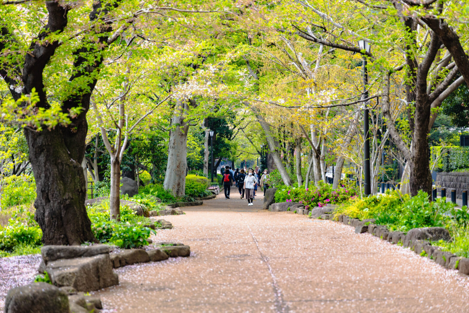 春の青梅を歩きませんか?
