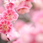 青梅に来て一年になりました